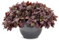 Proven Accents Plum Dandy Alternanthera in Gray Planter