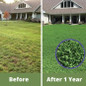 Micro Clover lawn before and after 1 year