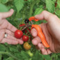 Hands Free Ring Pruner cutting fruit