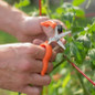 Hands Free Ring Pruner closeup