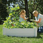 Basil plant in raised bed garden.
