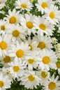 Pure White Butterfly Marguerite Daisy Flowers Close Up