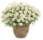 Large Pure White Butterfly Marguerite Daisy Plant in Decorative pot