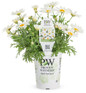 Pure White Butterfly Marguerite Daisy in Proven Winners Pot