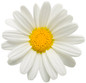 Pure White Butterfly Marguerite Daisy Flower Petals