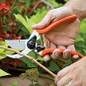 cutting branches usng Traditional Bypass Pruner