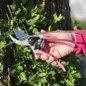 Pruner pink-handled bypass pruner closeup