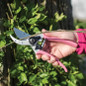 Pruner pink-handled bypass pruner closeup
