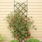 Trellis black metal trellis closeup