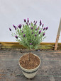 Anouk Spanish Lavender Tree Form