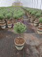 Anouk Spanish Lavender Tree Form