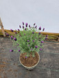 Anouk Spanish Lavender Tree Form