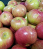 McIntosh Apple fruit
