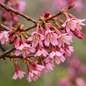 Pink bell flowers on slender branch