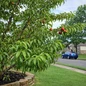 June Princess Nectarine Tree in suburban