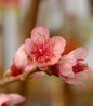 Reliance Peach Tree flower close up
