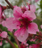Reliance Peach flower focus