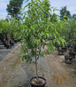 Reliance Peach in pot