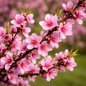 Delicate peach blossoms in bloom