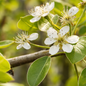 Delicate white blossoms on a branch