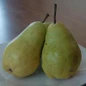 Bartlett Pear Tree fruit