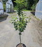 Bartlett Pear in pot