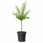 Young Burbank Japanese plum tree