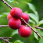 Ripe Japanese plums on branch