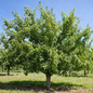 Burbank Japanese Plum tree