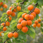 Vibrant apricots on the tree