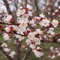 Apricot blossoms in spring bloom