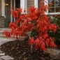 Fernleaf Full Moon Maple in front yard