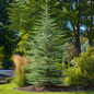 Narrow Atlas Cedar in the garden