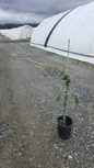 Weeping Blue Atlas Cedar in garden planter
