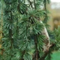 Weeping Blue Atlas Cedar foliage close up