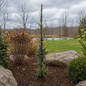 Granny Louise Atlas Cedar in landscape shot