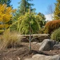 Gold Cascade Deodar Cedar Tree Form in landscape shot