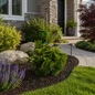 Yellow Hinoki Cypress in frontyard