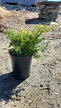 Golden Hinoki Cypress in nursery pot