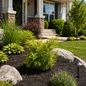 Golden Hinoki Cypress in frontyard