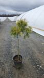 Sungold False Cypress Tree Form