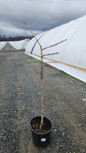 Troll Dwarf Ginkgo Tree