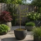 Troll Dwarf Ginkgo Tree in container setup