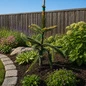 Weeping Golden Norway Spruce in garden setting