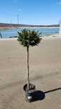Dwarf Norway Spruce Tree Form