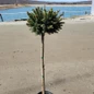 Dwarf Norway Spruce Tree Form