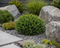 Little Gem Dwarf Norway Spruce in garden settings