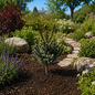 Blue Teardrop White Spruce planted in landscape
