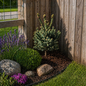 Blue Teardrop White Spruce in Corner accent