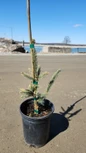 Variegated Black Hills Spruce